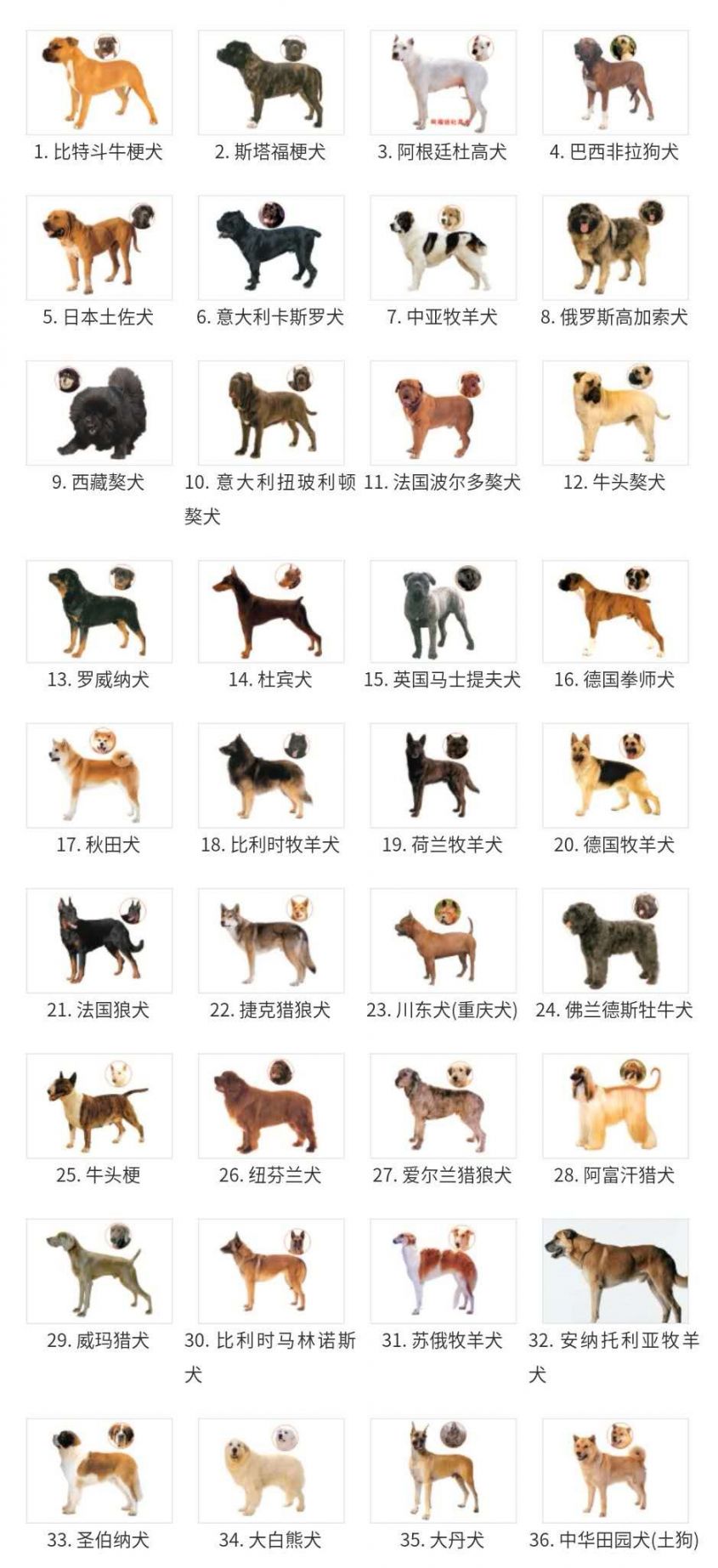 广州禁养犬名单及标准一览（图）（2024年更新）